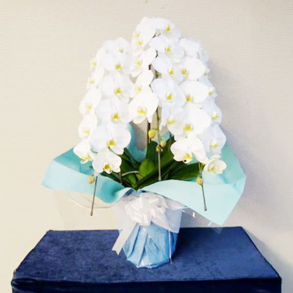 胡蝶蘭 27,500円（税込）